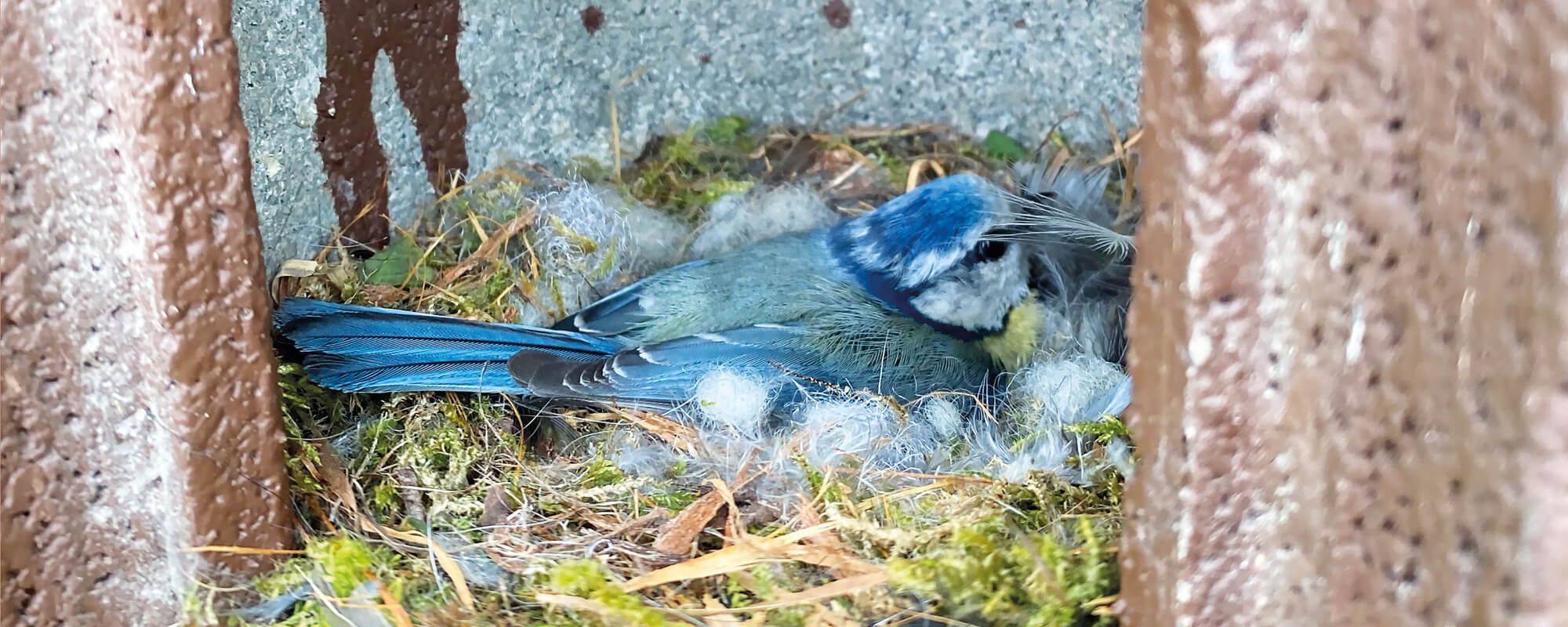VOGELNACHWUCHS BEI ISO-CHEMIE
