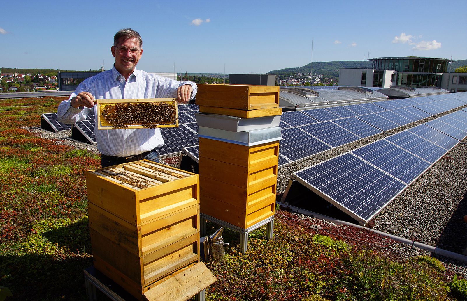 Bienenpate